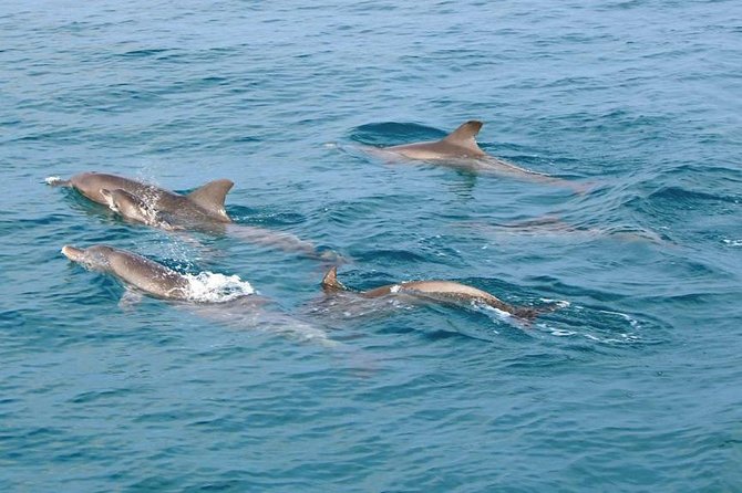Phuket Dolphin Quest: Racha & Maiton Island Expedition - Pickup, timing, and the pace of the day