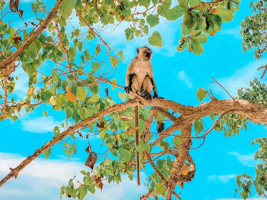 Phuket: Early Speedboat to Phi Phi, Bamboo, Snorkel & Lunch - Time, energy, and hotel transfers in Phuket