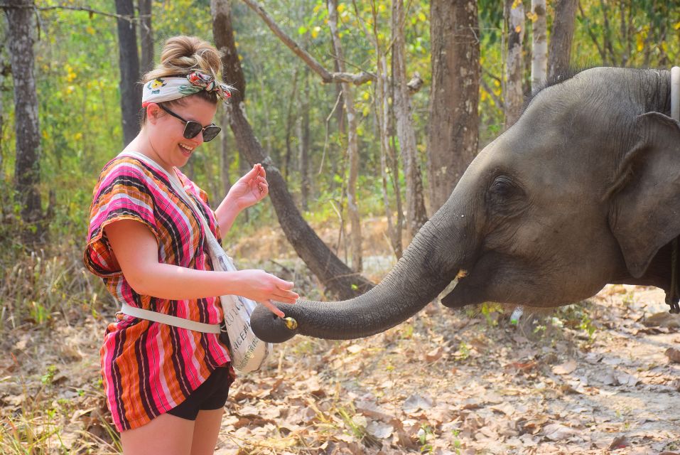 Phuket: Elephant Feeding Program - Key highlights to look for