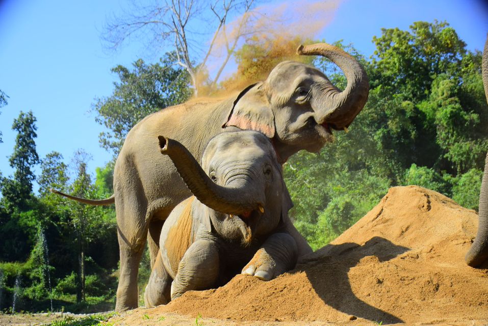 Phuket: Elephant Feeding Program - The 10-minute briefing: learning elephant behavior without feeling like a class