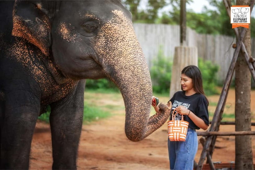Phuket: Elephant Jungle Sanctuary Ethical Feeding Experience - What you feed elephants (and why vet-provided food matters)