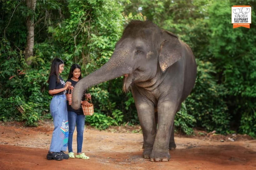Phuket: Elephant Jungle Sanctuary Ethical Feeding Experience - Interaction rules: touching the trunk, and the blind elephant note