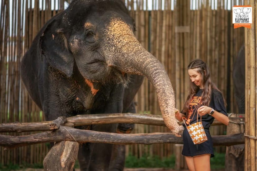 Phuket: Elephant Jungle Sanctuary Ethical Feeding Experience - The guide factor: why Noon, Hanna, Michael, and others raise the quality