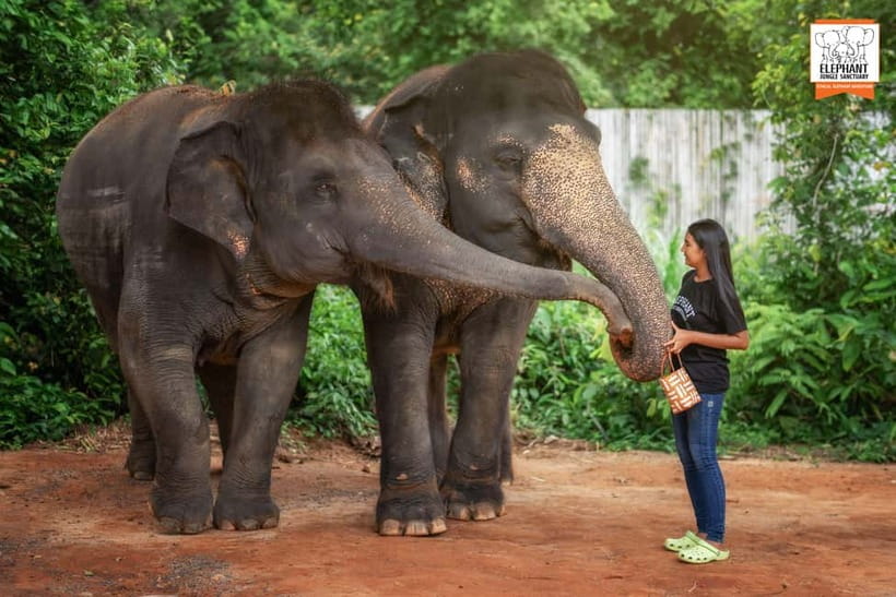 Phuket: Elephant Jungle Sanctuary Ethical Feeding Experience - The included soft drink: a small reset after the big moment