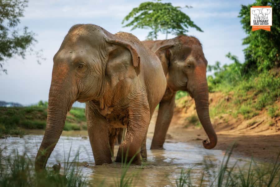 Phuket: Elephant Jungle Sanctuary 'Watch Me' Experience - Key things to know before you go