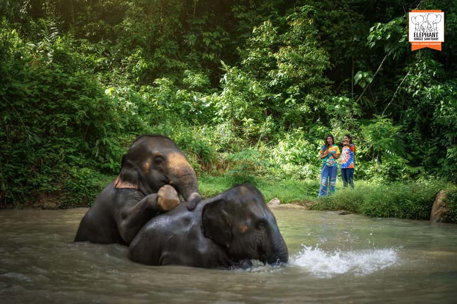 Phuket: Elephant Jungle Sanctuary 'Watch Me' Experience - Watching elephants roam, forage, and bathe in real habitat conditions