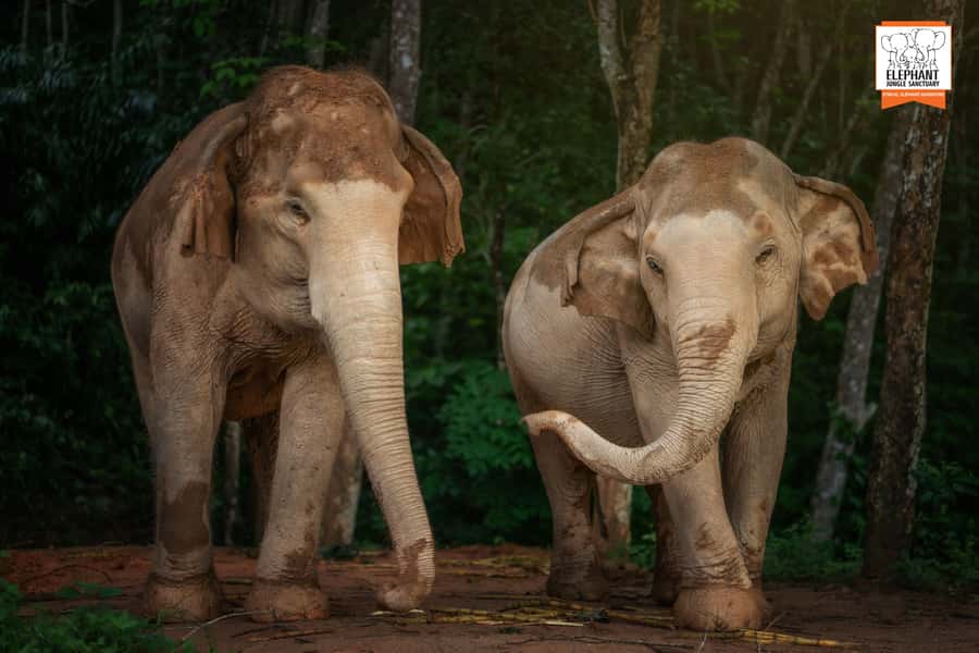 Phuket: Elephant Jungle Sanctuary 'Watch Me' Experience - The English guide experience: how Anna and Noon set the tone