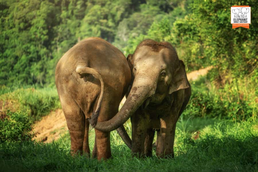 Phuket: Elephant Jungle Sanctuary 'Watch Me' Experience - The Thai meal and cooking demonstration: a welcome reset