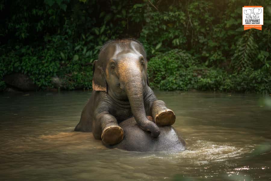 Phuket: Elephant Jungle Sanctuary 'Watch Me' Experience - Ethical focus: how the experience frames elephant care