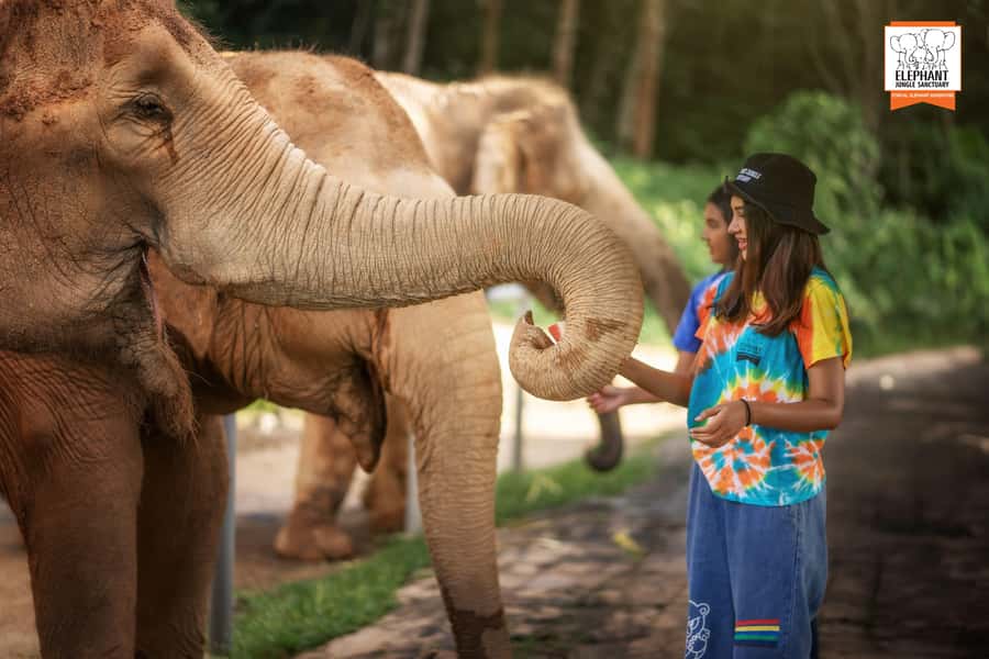 Phuket: Elephant Jungle Sanctuary 'Watch Me' Experience - What happens when you help prepare breakfast and feed elephants by hand