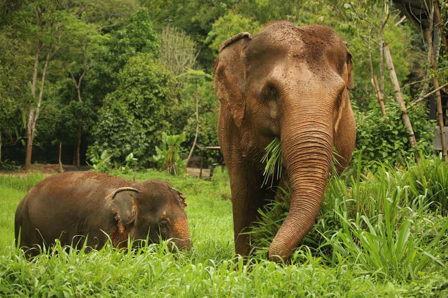 Phuket: Elephant Nature Reserve Entry Ticket and Guided Tour - Key things to know before you go