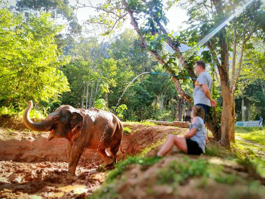 Phuket: Elephant Nature Reserve Entry Ticket and Guided Tour - Phuket Elephant Nature Reserve: the ethical setup you’re supporting