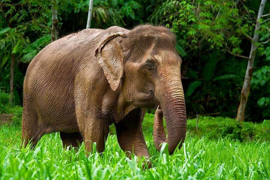 Phuket: Elephant Nature Reserve Entry Ticket and Guided Tour - Meeting at Hug Me Cafe: start time, what to wear, and the vibe