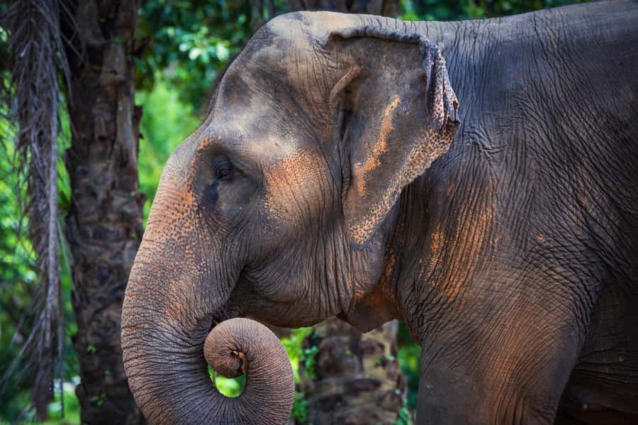 Phuket: Elephant Nature Reserve Entry Ticket and Guided Tour - Learning on the ground: what your guide actually helps you notice