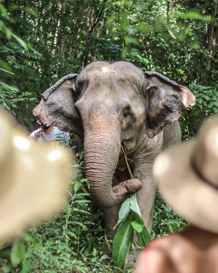 Phuket: Elephant Nature Reserve Entry Ticket and Guided Tour - Jungle observation after feeding: ponds, natural features, and better photos