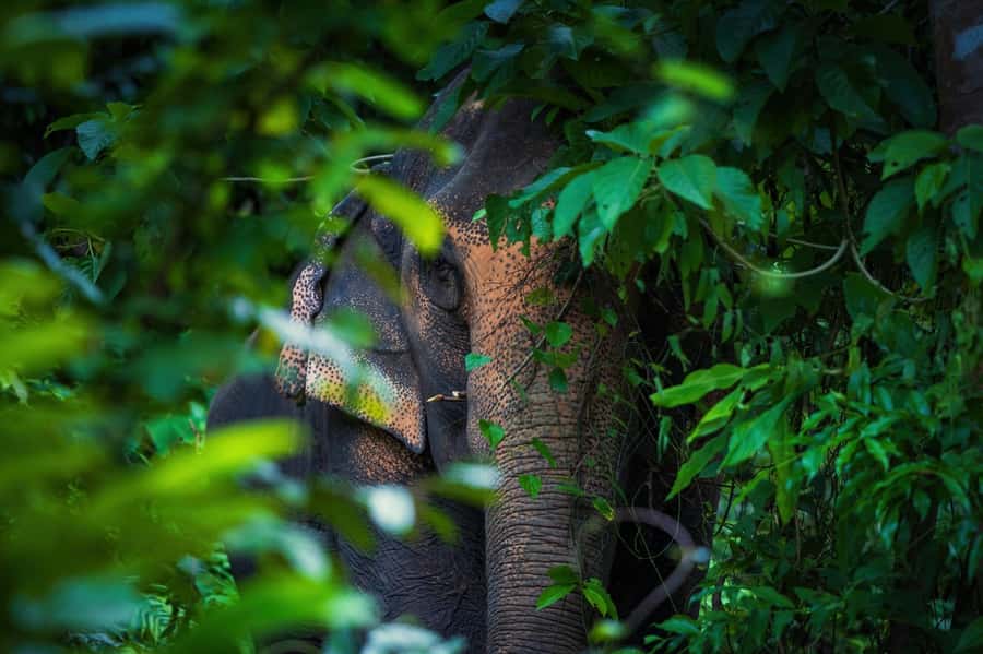 Phuket: Elephant Nature Reserve Entry Ticket and Guided Tour - Who should book this tour in Phuket (and who might not love it)