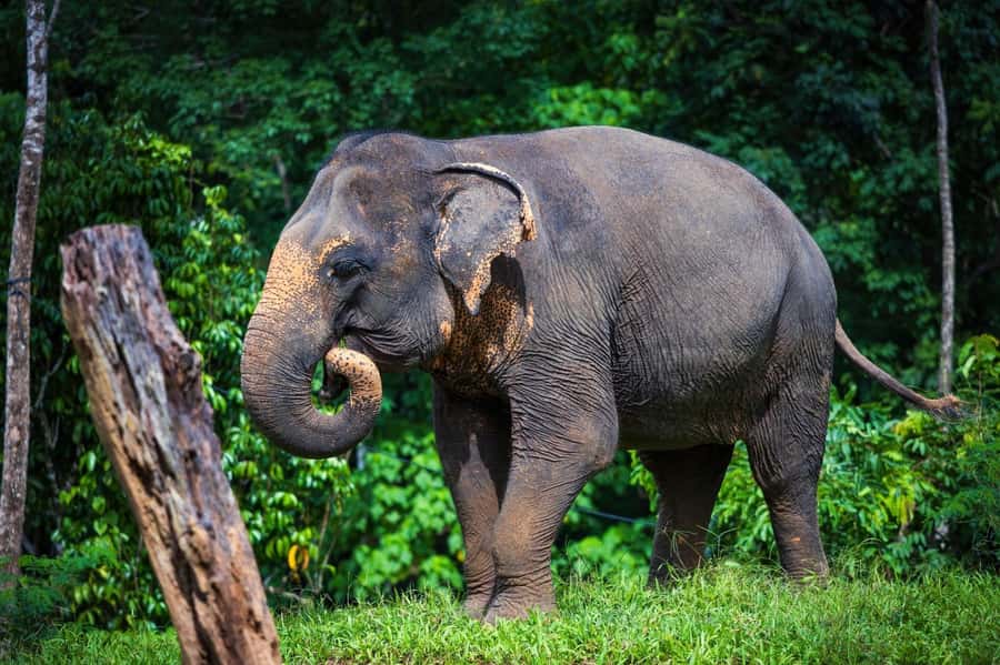 Phuket: Elephant Nature Reserve Entry Ticket and Guided Tour - Practical tips for a smooth 90 minutes in Phuket heat