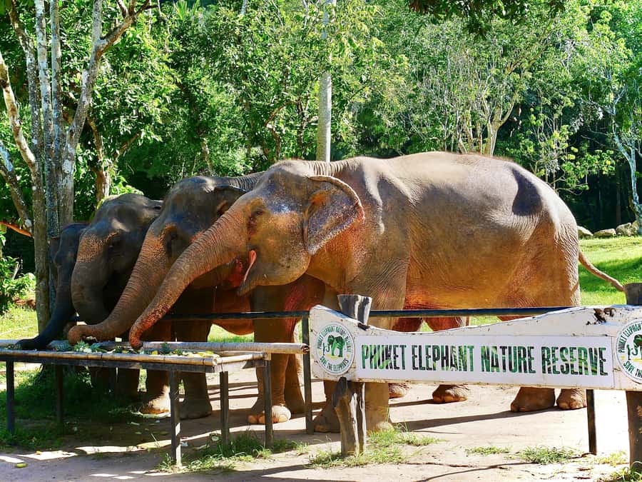 Phuket: Elephant Nature Reserve Entry Ticket and Guided Tour - Should you book this Phuket Elephant Nature Reserve guided tour?