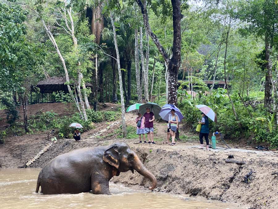 Phuket: Elephant Nature Reserve Entry Ticket and Guided Tour - Price and value: is $37 for 90 minutes fair?
