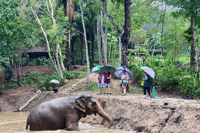 Phuket Elephant Nature Reserve Ethical Sanctuary - Start with Thai cooking class and lunch demo