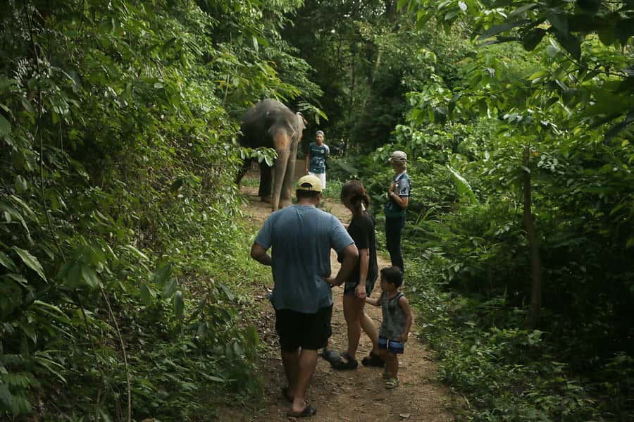 Phuket Elephant Nature Reserve - Half Day Elephant Adventure - Phuket Elephant Nature Reserve: A Hands-Off Sanctuary With Real Audits