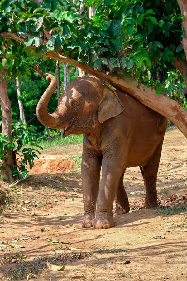 Phuket Elephant Nature Reserve - Half Day Elephant Adventure - Photo Stop and Why Distance Rules Still Let You Get Good Shots