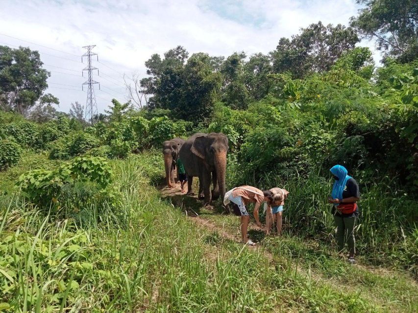 Phuket: Elephant Sanctuary Eco Guide Walk & Forage Tour - What’s Not Included (and What You Should Bring)