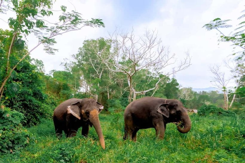 Phuket: Elephant Sanctuary Feed and Bathe Gentle Giants - Phuket Elephant Sanctuary Feed and Bathe: what the day actually feels like
