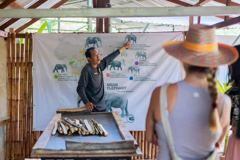 Phuket: Elephant Sanctuary Feed and Bathe Gentle Giants - Feeding the gentle giants: preparing a nutritious basket and feeding from your hands