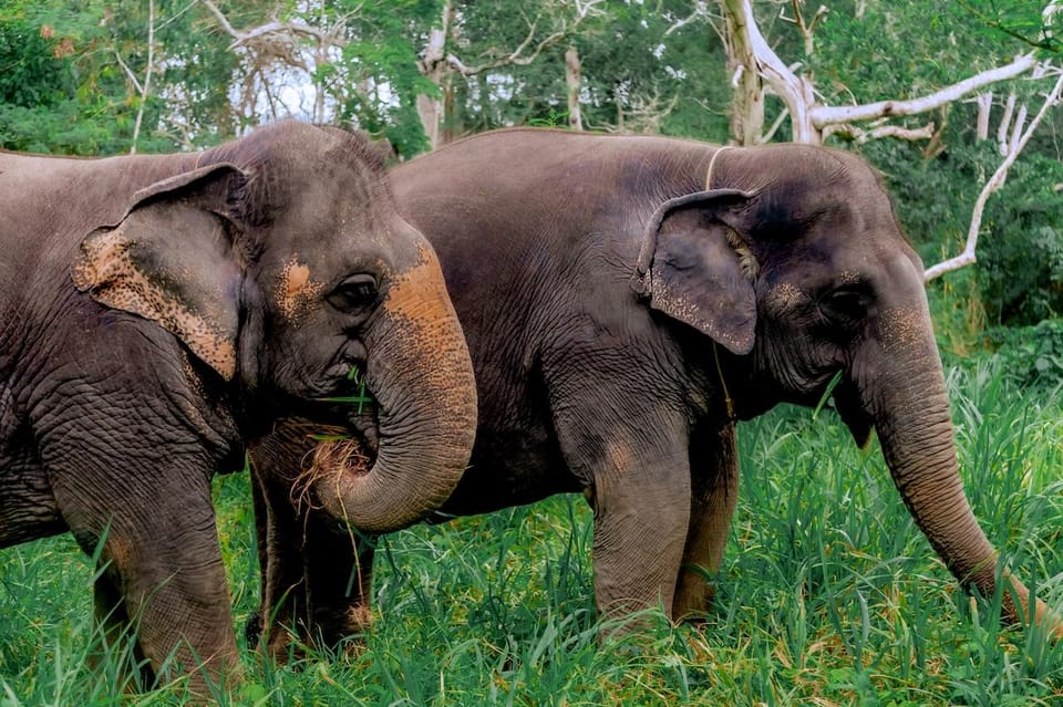 Phuket: Elephant Sanctuary Feed and Bathe Gentle Giants - Unlimited photo time: how to use it without rushing the moment