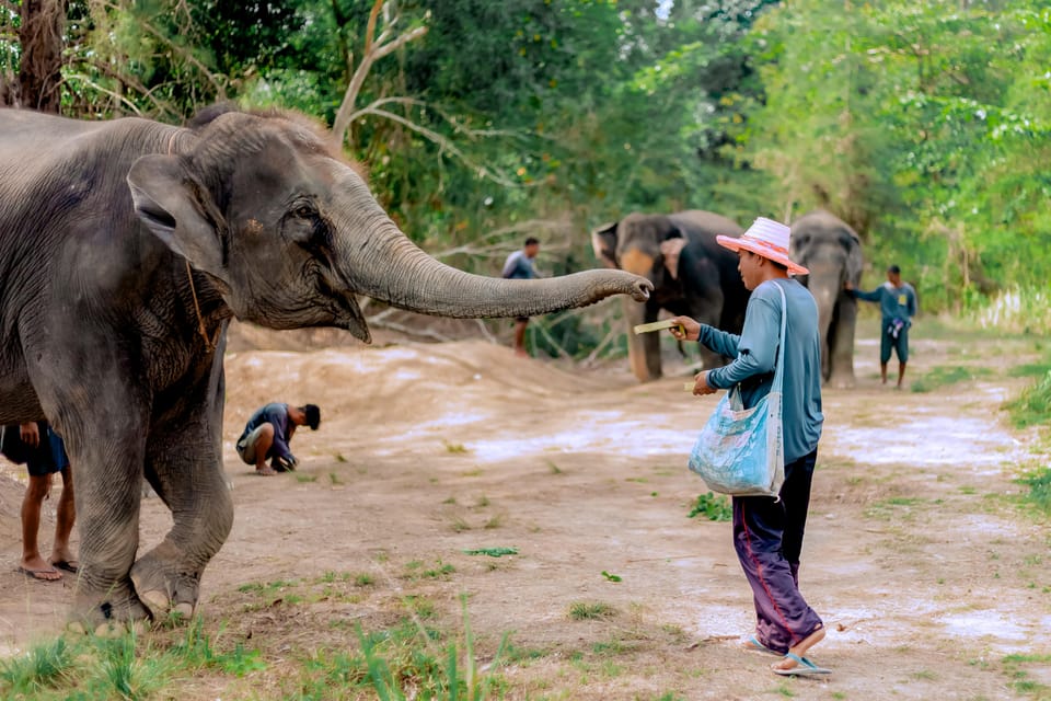 Phuket: Elephant Sanctuary Feed and Bathe Gentle Giants - How the included hotel transfer and insurance affect value