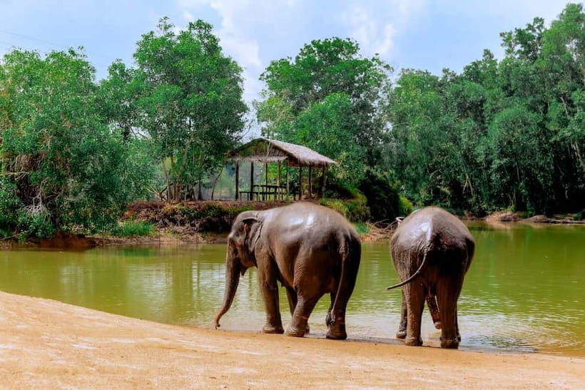 Phuket: Elephant Sanctuary Feed and Bathe Gentle Giants - Who this elephant sanctuary experience suits best