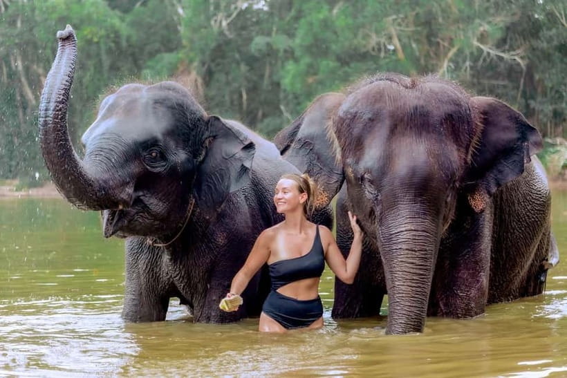 Phuket: Elephant Sanctuary Feed and Bathe Gentle Giants - Your first contact: welcome, elephant introductions, and learning their stories