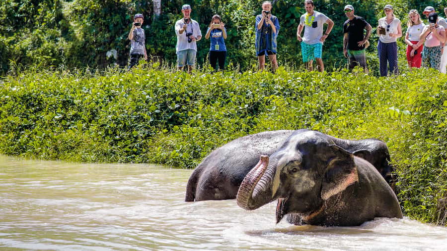 Phuket Elephant Sanctuary: Half-Day with Vegetarian Meal - Key highlights that make this half-day worth it