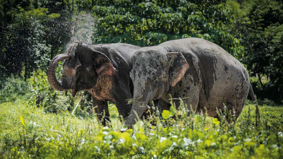 Phuket Elephant Sanctuary: Half-Day with Vegetarian Meal - Phuket Elephant Sanctuary’s ethical setup: what you’re really supporting
