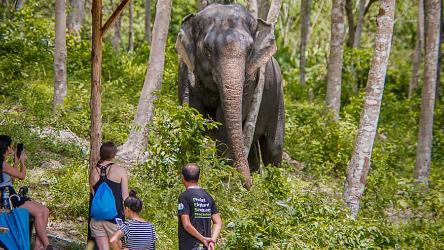 Phuket Elephant Sanctuary: Half-Day with Vegetarian Meal - Fruit basket feeding until 31 March 2026: the moment people remember