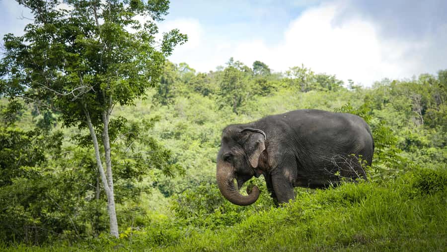 Phuket Elephant Sanctuary: Half-Day with Vegetarian Meal - Thailand’s longest canopy walkway: walking above the action