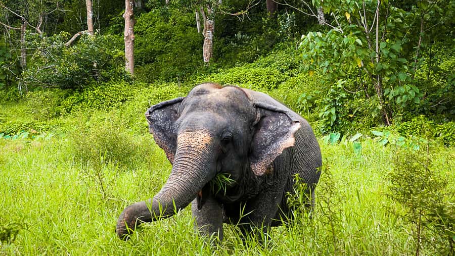 Phuket Elephant Sanctuary: Half-Day with Vegetarian Meal - The vegetarian Thai meal: fuel after a serious, emotional visit