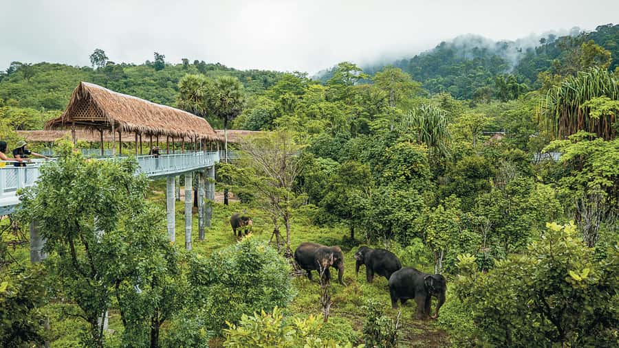 Phuket Elephant Sanctuary: Half-Day with Vegetarian Meal - Price and value: what $96 buys you here