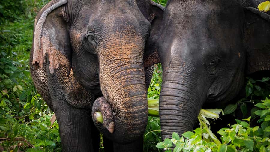 Phuket Elephant Sanctuary: Half-Day with Vegetarian Meal - Getting there and meeting up: what to plan for