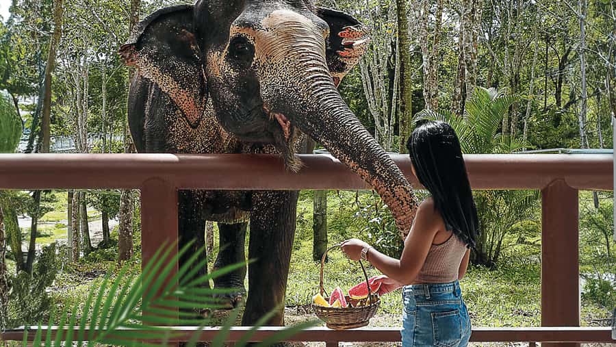 Phuket Elephant Sanctuary: Half-Day with Vegetarian Meal - Tree Top Lounge start: snacks, video, and a quick reality check