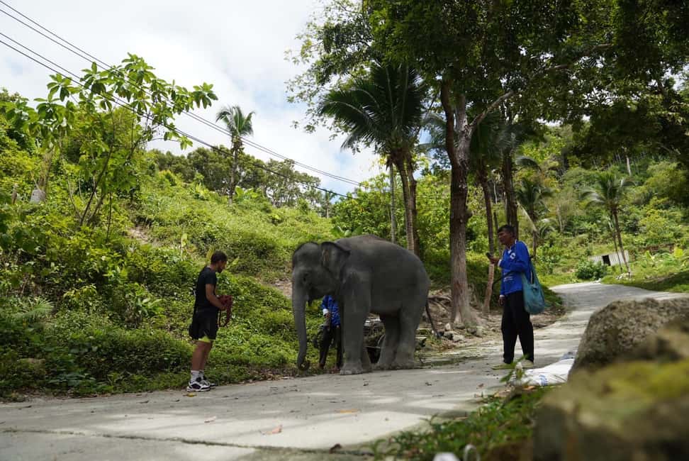 Phuket: Elephant Sanctuary Tour with Hotel Transfers - Should you book this elephant sanctuary tour?