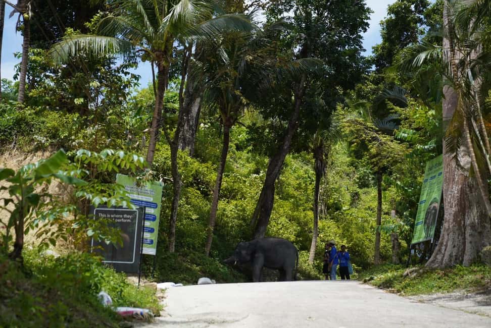 Phuket: Elephant Sanctuary Tour with Hotel Transfers - The end of the visit: what happens before you head back
