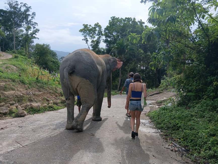 Phuket: Elephant Sanctuary Tour with Hotel Transfers - Pickup and transfers in Phuket: where the driver finds you