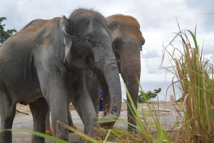 Phuket: Elephant Sanctuary & Zipline Adventure Combo - How the Timing Works: Vans, Elephants, Zipline, Then Back Again