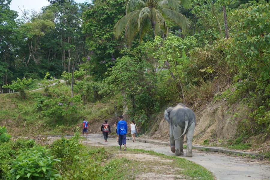 Phuket: Elephant Sanctuary & Zipline Adventure Combo - Who This Tour Is Best For (and Who Should Skip It)