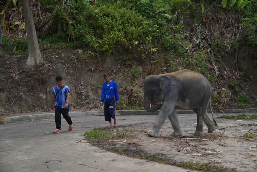 Phuket: Elephant Sanctuary & Zipline Adventure Combo - Getting There: Phuket Pickup and Drop-Off Without the Headache