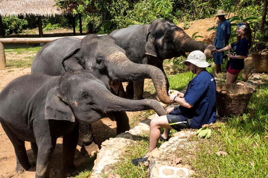 Phuket: Ethical Elephant Sanctuary Experience - Phuket ethical elephant sanctuary: what you’re really signing up for