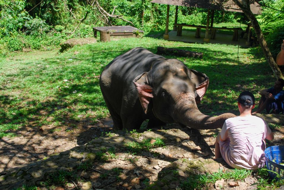 Phuket: Ethical Elephant Sanctuary Experience - Thai cooking class and lunch: real food, not just a sideshow