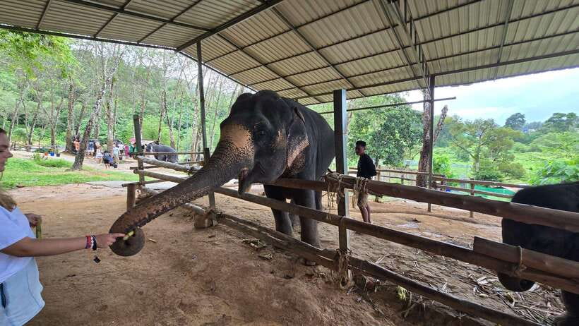Phuket: Feeding Elephants at Phuket Elephant Care - Key things I’d plan around